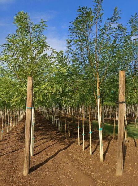 Robinia pseudoacacia 'Nyirsegi' / Schein-Akazie 'Nyirsegi' Hochstamm 10-12 StU, junger Baum mit Stützpfahl in Baumschule