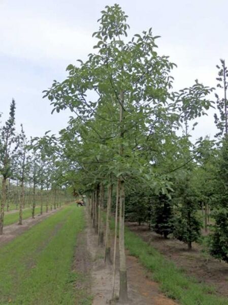 Gemeine Walnuss (Juglans regia) Hochstamm 30–35 StU mit Drahtballen, junger Baum mit aufrechter Krone und grünem Laub