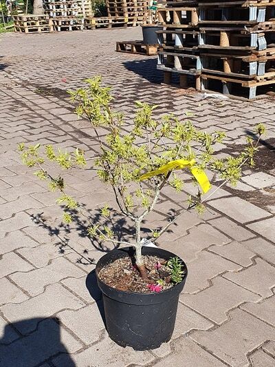 Cornus mas 'Aurea' (Gold-Kornelkirsche) 60-80 cm C10 im Topf, mehrstämmiger Strauch mit gelbgrünem Laub und Etikettband.