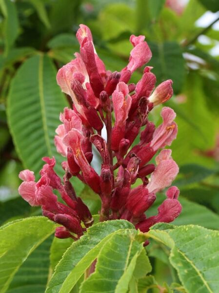 Dunkelrote Pavie / Aesculus pavia &#039;Atrosanguinea&#039;