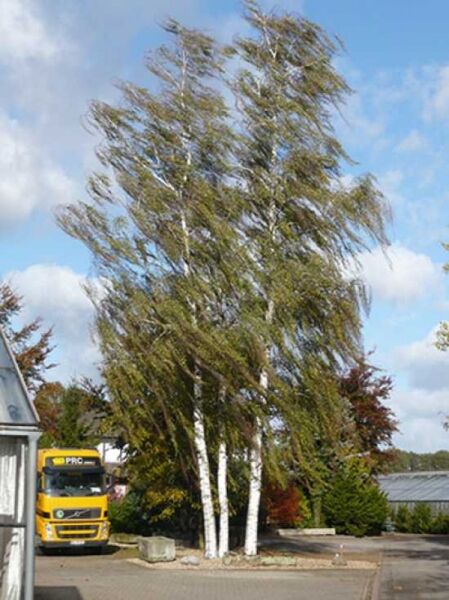 Sand-Birke / Warzen-Birke / Weiß-Birke / Gemeine-Birke / Betula pendula