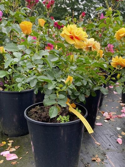 Rosa 'Orienta'® Aylin, Beetrose 'Orienta'® Aylin C5 im Topf mit gelben Blüten und grünem Laub