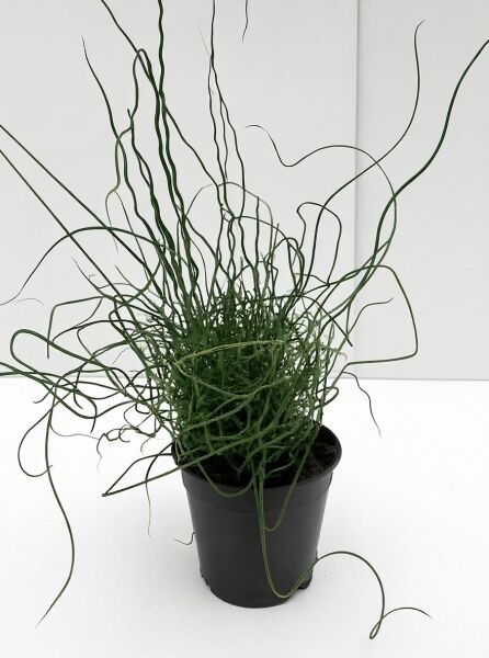 Juncus effusus 'Spiralis' (Flatter-Binse/Korkenzieherbinse) C2 im Topf, grüne spiralig gedrehte Halme.