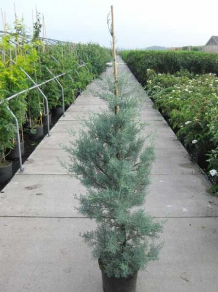 Blaue Arizona-Zypresse / Cupressus arizonica 'Glauca'