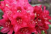 rhododendron-aeschbachers-rubin