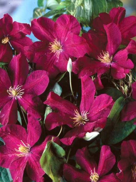 Waldrebe 'Voluceau' / Clematis Hybride 'Voluceau'