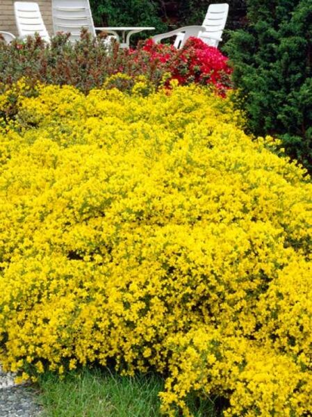 Genista lydia / Goldland-Ginster