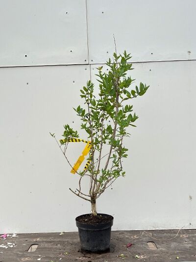 Lonicera tatarica / Tataren-Heckenkirsche 40-60 cm C2, mehrtriebiger Strauch im schwarzen Pflanztopf mit grünem Laub