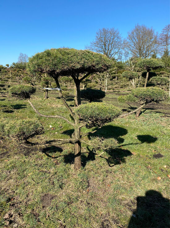 GartenBonsai (Nr. 1169) kaufen
