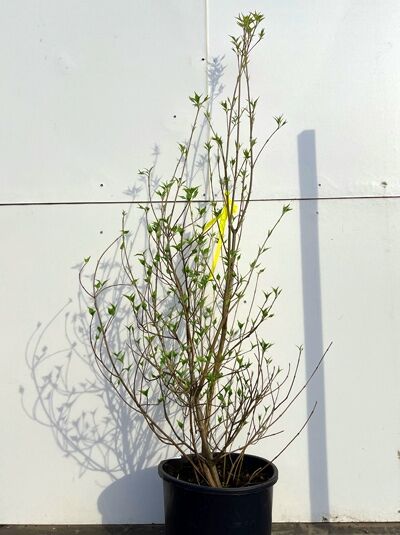 Japanischer Blumen-Hartriegel (Cornus kousa) 'Robert's Select', 60-100 cm C7, mehrtriebige Pflanze in schwarzem Topf mit grünem Laub