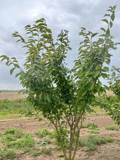 Prunus serrulata 'Kanzan' – Japanische Nelken-Kirsche, Japanische Blütenkirsche 250-300 cm m. Db., mehrtriebiger Baum mit grünem Laub