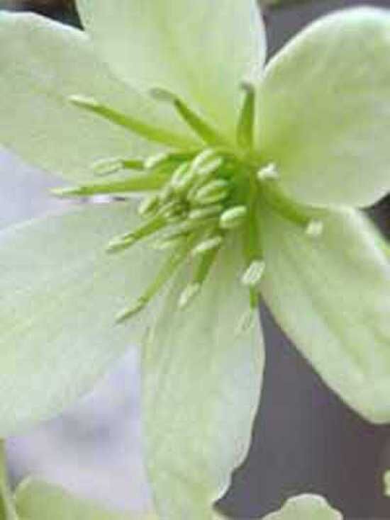 Immergrüne Waldrebe 'Pixie' / Clematis forsteri 'Pixie' kaufen