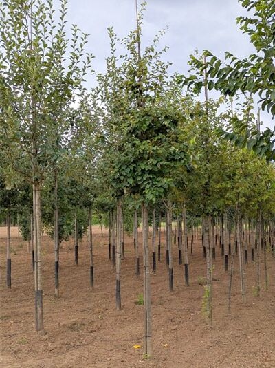 Echte Quitte / Echte Quitte