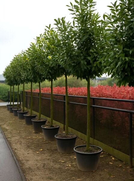 Prunus laurocerasus 'Novita' / Kirschlorbeer 'Novita' Hochstamm im Container mit kugeliger Krone und grünem Laub.