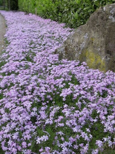 Polster-Phlox 'Emerald Cushion Blue' / Polster-Phlox 'Emerald Cushion Blue'