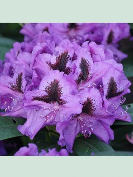 Rhododendron 'Peter Alan' / Rhododendron Hybride 'Peter Alan'