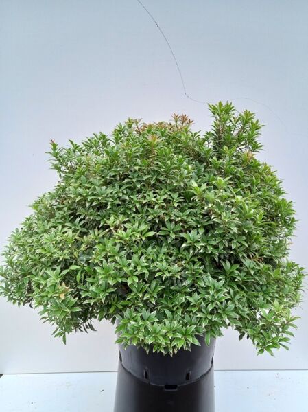 Pieris japonica 'Little Health' / Japanische Lavendelheide 'Little Health', buschige Pflanze im Topf, 50-60 cm, C20