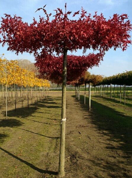 Quercus palustris 'Dachspalier' (Sumpf-Eiche), Dachspalier mit 270 cm Stamm und rotem Laub in Baumschule