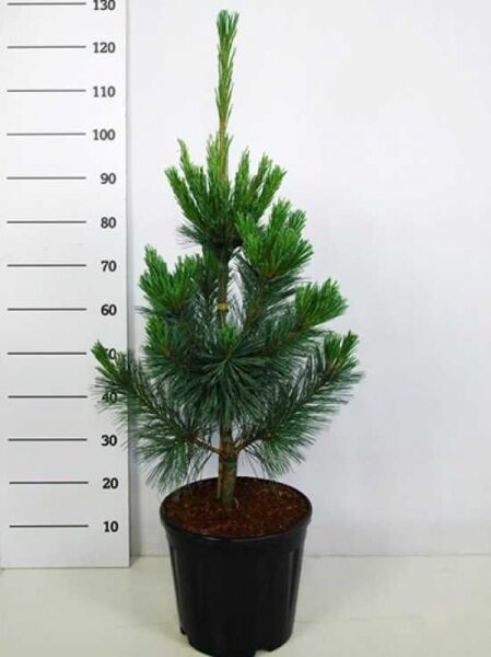 Biegsame Kiefer 'Vanderwolf's Pyramid' / Pinus flexilis 'Vanderwolf's Pyramid'