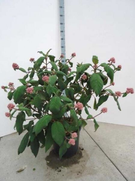 Hydrangea aspera 'Macrophylla' Samt-Hortensie/Fell-Hortensie 80-100 cm C20 im Topf, grünes Laub mit rosa Blütenständen.