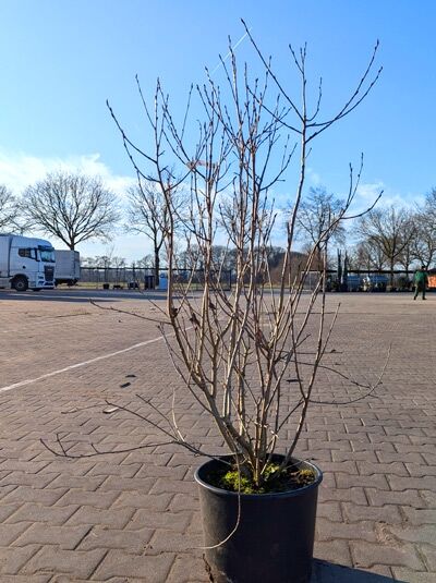 Schwarzfruchtige Apfelbeere Aronia prunifolia 'Nero', mehrtriebiger Strauch im Container C20, 125-150 cm, unbelaubt.