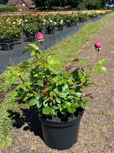 Rosa 'Novalis' ® ADR-Rose / Beetrose 'Novalis' ® ADR-Rose C5 im Topf mit grünen Blättern und zwei rosafarbenen Knospen