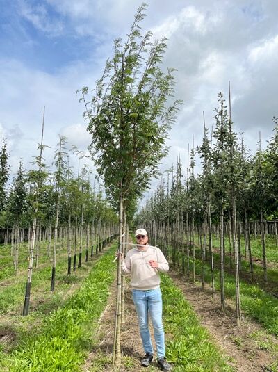 Sorbus aucuparia 'Wettra' / Eberesche 'Wettra' Hochstamm, schlanker Stamm mit aufrechter Krone und grünem Laub.