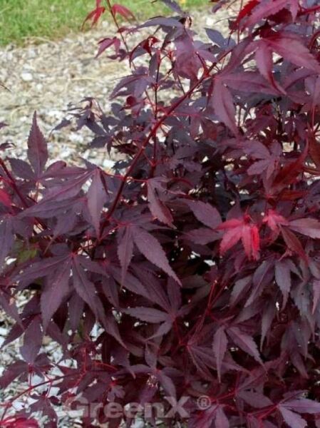Acer palmatum 'Shojo-nomura' / Japanischer Fächerahorn 'Shojo-nomura'