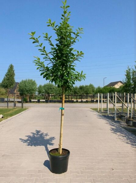 Prunus laurocerasus 'Novita' / Kirschlorbeer 'Novita' Hochstamm 180 cm, 10-12 StU, im Container mit Stamm und Krone