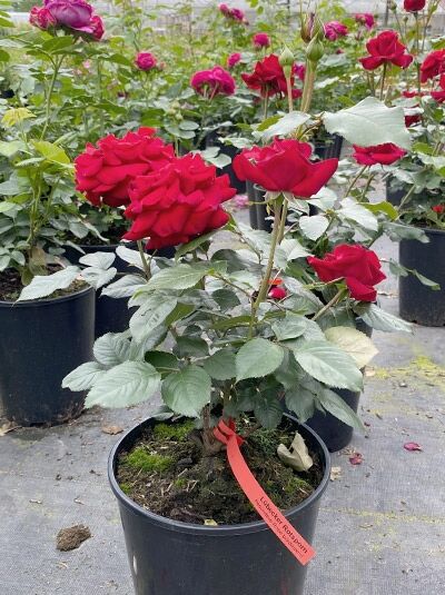 Rosa 'Lübecker Rotspon ®' / Beetrose 'Lübecker Rotspon ®' C5, Topfrose mit roten Blüten und grünem Laub