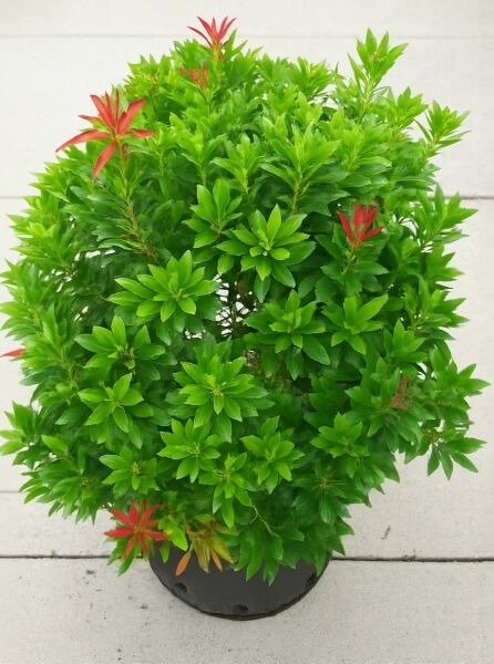 Pieris japonica 'Mountain Fire' – Japanische Lavendelheide 'Mountain Fire', immergrüner Strauch im Topf mit grünem und rotem Austrieb, 40–50 cm C10