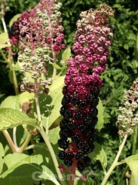 Kermesbeere / Phytolacca americana