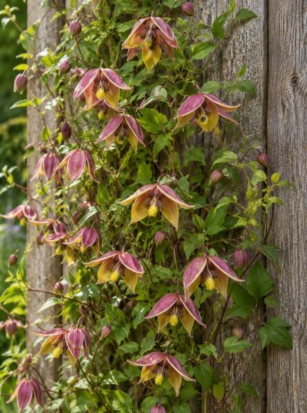 Gold-Waldrebe 'My Angel' - Clematis tangutica 'My Angel' PBR