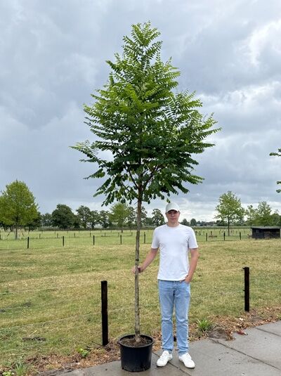 Robinia pseudoacacia 'Bessoniana' – Robinie 'Bessoniana' Hochstamm im Container mit geradem Stamm und grüner Krone