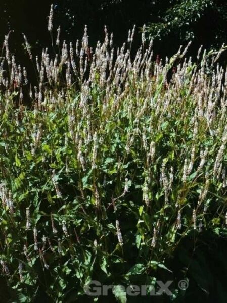 Kerzen-Knöterich 'Alba' / Persicaria amplexicaulis 'Alba'