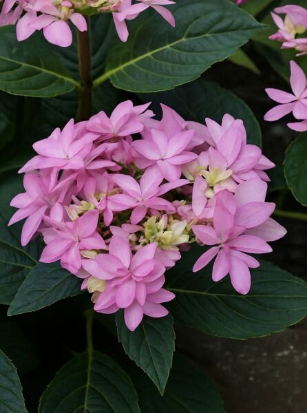 Teller-Hortensie Hydrangea macrophylla You & Me 'Romance ®' mit rosafarbenen, sternförmigen Blüten und dunkelgrünen Blättern