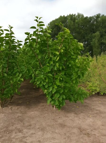 Syringa vulgaris 'Andenken an Ludwig Späth' (Gartenflieder) 150-175 cm, mehrstämmiger Strauch mit grünem Laub im Feld##