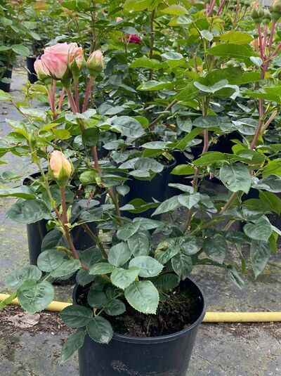 Rosa 'Circle of Life' / Strauchrose 'Circle of Life' C5 im Topf mit grünem Laub und mehreren rosafarbenen Knospen.