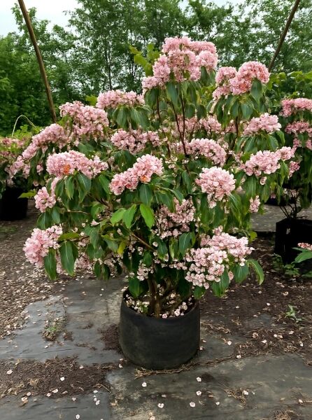 Kalmia latifolia 'Peppermint' (Lorbeerrose/Berglorbeer 'Peppermint'), Solitärstrauch im Topf, mit zahlreichen rosa Blütenständen.