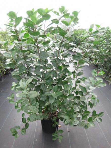 Aronia melanocarpa (Schwarzfrüchtige Apfelbeere) 125-150 cm C12, mehrtriebiger Strauch im Topf mit grünem Laub