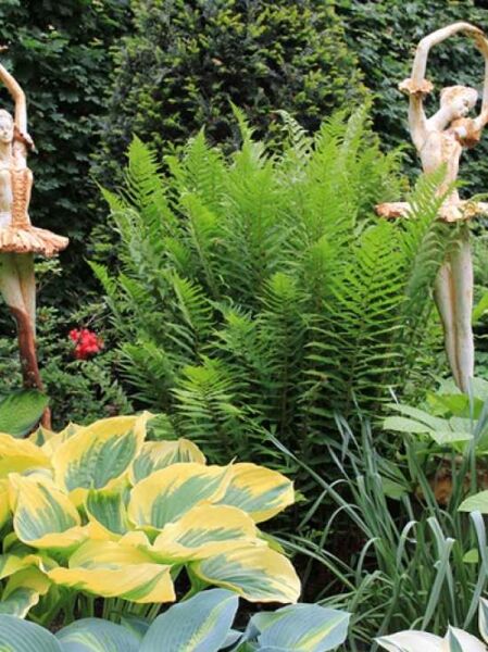 Echter Wurmfarn / Gewöhnlicher Wurmfarn / Männerfarn / Echter Wurmfarn / Gewöhnlicher Wurmfarn / Männerfarn