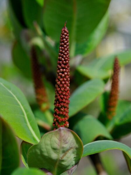 Prachtweide / Salix magnifica