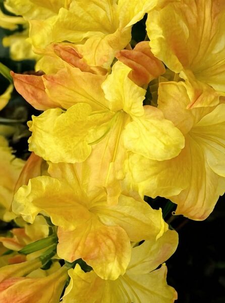 Laubabwerfende Azalee Azalea luteum 'Harvest Moon' (Knap-Hill) mit gelben Blüten und orangefarbenen Knospen in Nahaufnahme