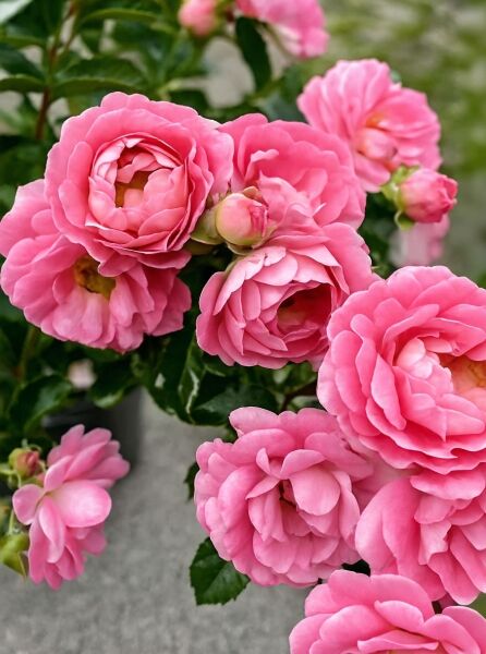Zwergrose Rosa 'Flirt 2011' mit gefüllten, rosa Blüten und Knospen zwischen dunkelgrünem Laub am Zweig.