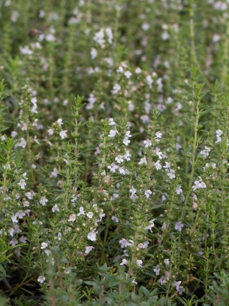 Satureja montana 'Aromakugel' / Berg-Bohnenkraut 'Aromakugel'
