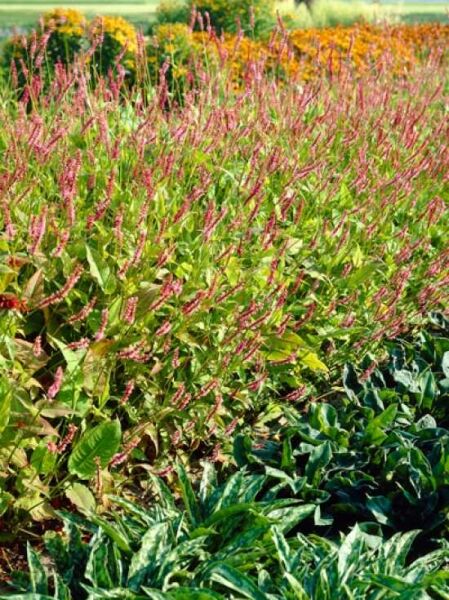 Kerzen-Knöterich 'High Society' / Persicaria amplexicaulis 'High Society'
