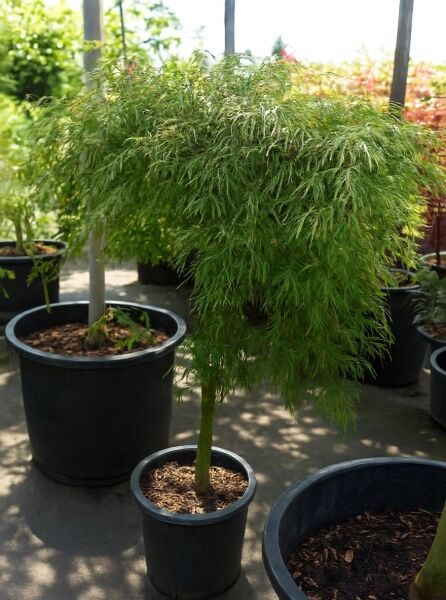 Grüner Schlitz-Ahorn (Acer palmatum 'Dissectum') als Hochstamm mit grünem, fein geschlitztem Laub im Container C25, 80 cm Stamm