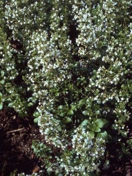 Garten-Steinquendel / Calamintha nepeta ssp nepeta