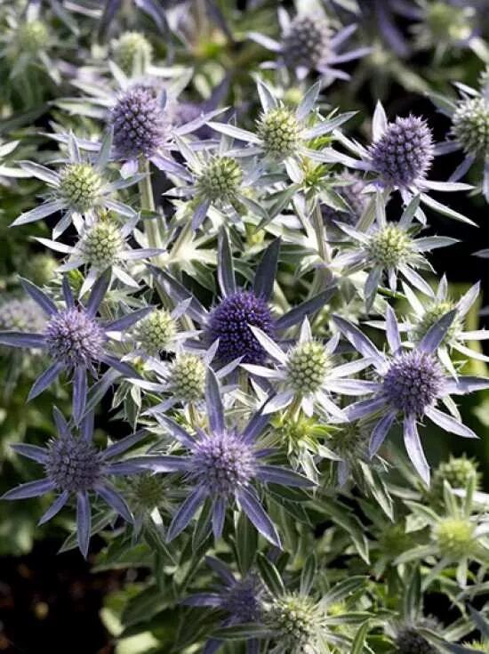 Zwerg-Flachblatt-Mannstreu / Eryngium planum Blue Hobbit