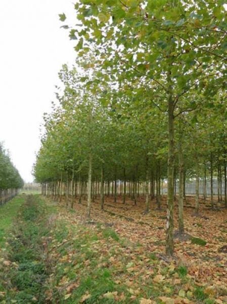 Ahornblättrige Platane / Platanus acerifolia
